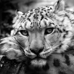 صورة المستخدم الرمزية