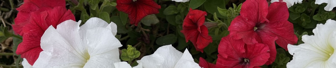 KingBlackRoses
