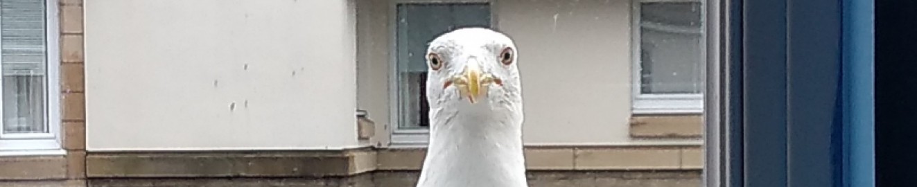 pigeon741