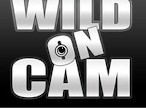 WildOnCam