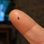 Brownly Tiny