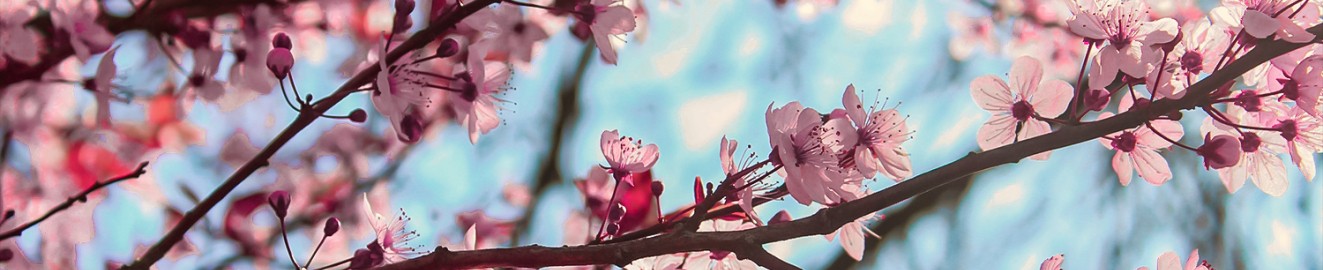 SakuraDaydreams