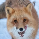 Leb Fox