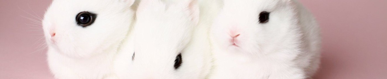 kowaipet