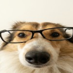 Funkysigma