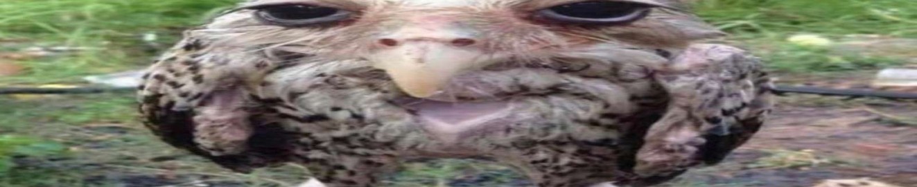 john pornhub