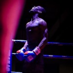 Mufasadaboxer