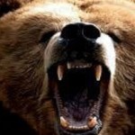 BearHTML