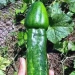 CucumberDiaries