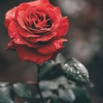 Lady of love