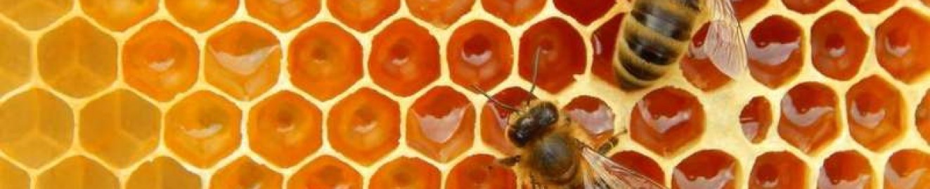 TheHoneyDrip