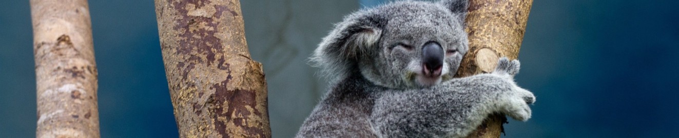 ftmkoala
