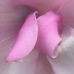 milknhoney6996