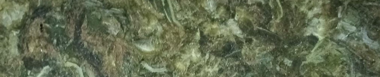 kinkydreamerrikiti