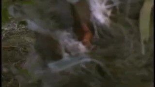 Lost On Sex Island - Scene 1