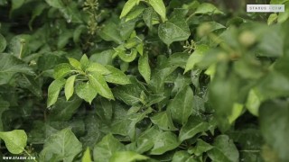 Breed them big scene-1