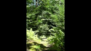 Android outdoors in the forets