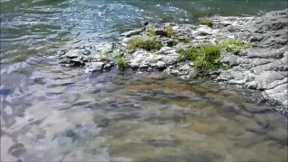 Soaking Feet in Natural Creek
