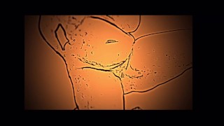 Plus Size Girl Dancing Naked