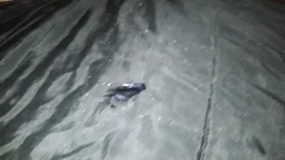 Pussy Pounding Amateur Quickie