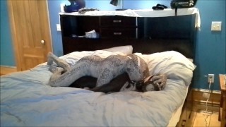 zentai snake humps and shoots or orca frogman