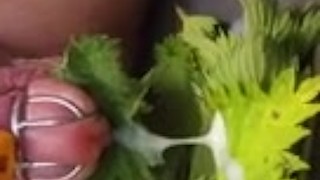 Nettle Torture Orgasm