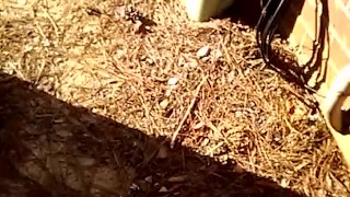 (teaser) almost got caught outside at work (OnlyFans/NickSteeleDick)