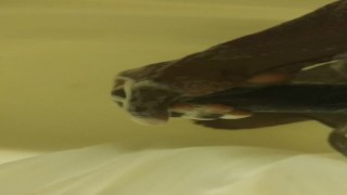 Horny in the shower