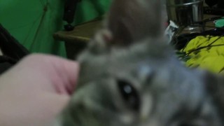 Petting My Sweet 