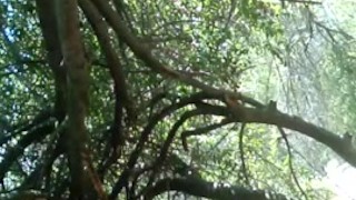JAH Getting Naked at Park