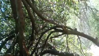 JAH Getting Naked at Park