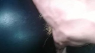 Kitten