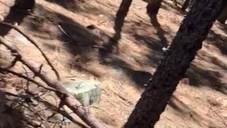 Public wank in Forrest with cum