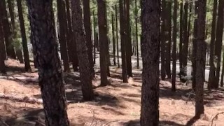 Public wank in Forrest with cum