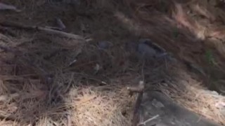 Public wank in Forrest with cum