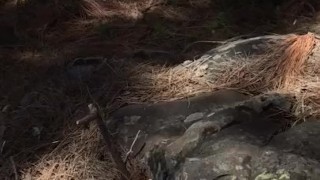 Public wank in Forrest with cum
