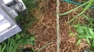 Pissing outside