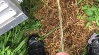 Pissing outside
