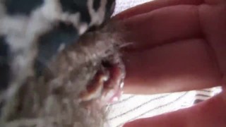 My wetness after rubbing my big clit into hard orgasm