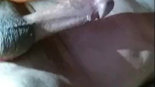 Hard cock