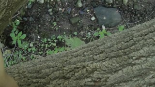 Peeing From a Fallen Tree in a Public Park