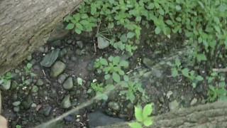 Peeing From a Fallen Tree in a Public Park