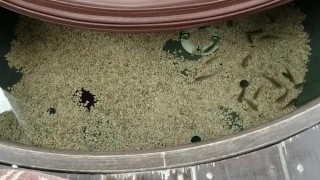 shy doctor fish