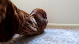 Tiger Fursuiter Vored