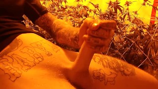 une branlette dans mon champ de cannabis