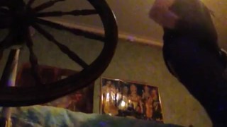 Spinning wheel where the first fuck machine known to modern man