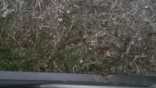 Pissing out my car door