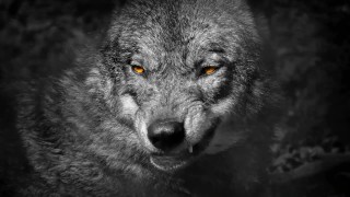 Str8 Boy CUM TO THE DARK SIDE (www.Flint-Wolf.com)