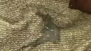 Uncircumcised Small Dick Fucks Pillow + Cumshot