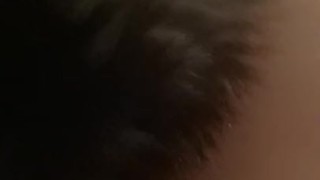 Kitten tail wiggles
